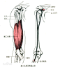 肱（gōng）二头肌（Musculus biceps brachii）属于骨骼肌三大肌群中的四肢肌。长头起于肩胛骨盂上粗隆，短头起于肩胛骨喙突.长，短二头于肱骨中部汇合为肌腹，下行至肱骨下端，集成肌腱止于桡骨粗隆和前臂筋腱膜。