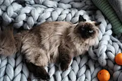 点击来源直接获取大图文件 |Cute Balinese cat on plaid at home, top view. Fluffy pet