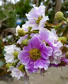 美丽的花，背景，壁纸，野花，美丽的花，五颜六色的花，手捧花