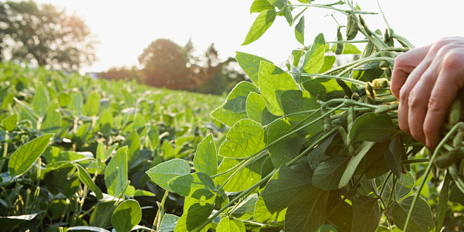 Fresh China - Soy Sk...