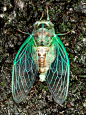 sh8na:

Year of The Cicadas
Photo by Tom Arbour
 _动物类_T2020818