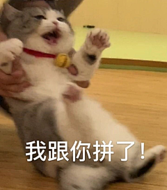 铁树无花开采集到猫meme表情包