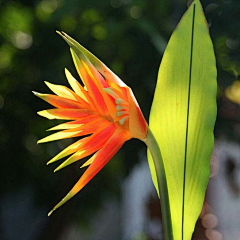 王子虫虫采集到花妆