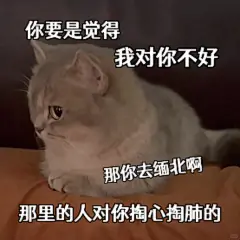 猫咪表情包 | 现在我是无脑爱你 - 小红书