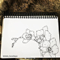 花朵的线稿一组<br/>作者：插画师Christa van Houwelingen ​ ​​​​
