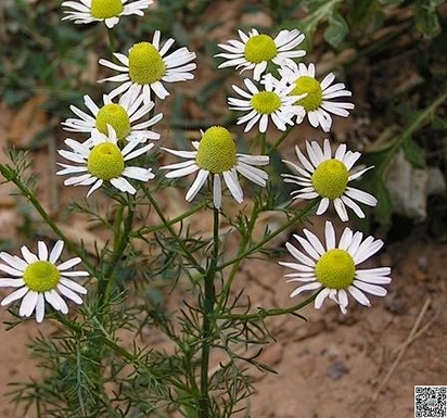 母菊2-花瓣网