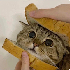 yuicui采集到猫