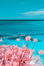 infrared Maldives beach surreal colorful pink coral Island palms sea