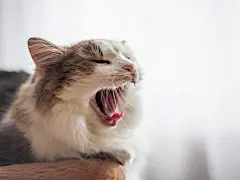 点击来源直接获取大图文件 |毛茸茸的猫正在打哈欠