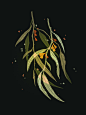 Bontanical : Ongoing botanical series.