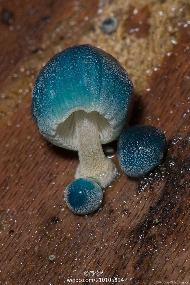 炫蓝蘑菇（Mycena interrup...