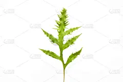 在白色背景上孤立的蕨类的叶子