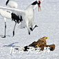  楚留香手游#一千零一个江湖梦# 武当拟鹤发动技能表情包@天机阁吃瓜弟子 @楚留香手游 ​