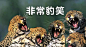 豹笑
