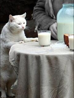 喵物采集到不正经的猫