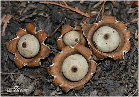 尖顶地星，为真菌类担子菌纲灰包目地星科尖顶地星Geastrum triplex （Jungh.）Fisch.的子实体。分布于吉林、河北、山西 ...