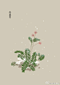 #365天生日花#  
1月26日 含羞草 (Humble Plant) 
花语 : 敏感