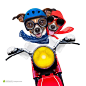 两只开摩托车的狗狗高清图片