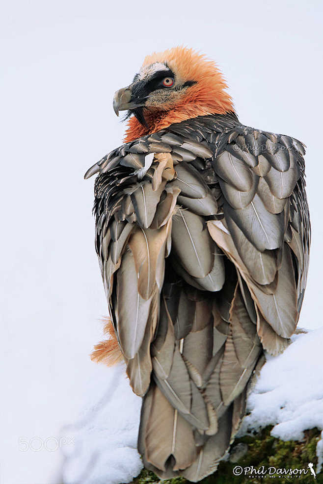 胡兀鹫 gypaetus barbatus 鹰形目 鹰科 胡兀鹫属大胡子秃鹰的优雅 _