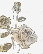 手绘白玫瑰高清素材 设计图片 页面网页 平面电商 创意素材 png素材