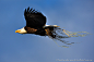 Building a Nest : Happy President's Day!  In this image, a bald eagle cruises by with material to help build its nest. Luckily, I had my camera at the ready since we were photographing bears at the time.