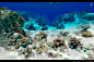 The Living Reef - Reef Breakdown