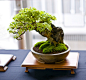 Trident Maple Bonsai Tree (Acer buergerianum), Root Over Rock Style at Don Valley Bonsai Roadshow, Sheffield by Steve Greaves, via Flickr