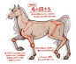 马的画法-こみち | Animal anatomy