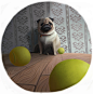 Bow-wow! : More dogs!:)