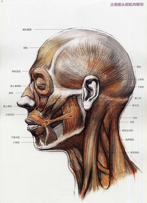 头部骨点头部骨骼肌肉分析-李老师画室