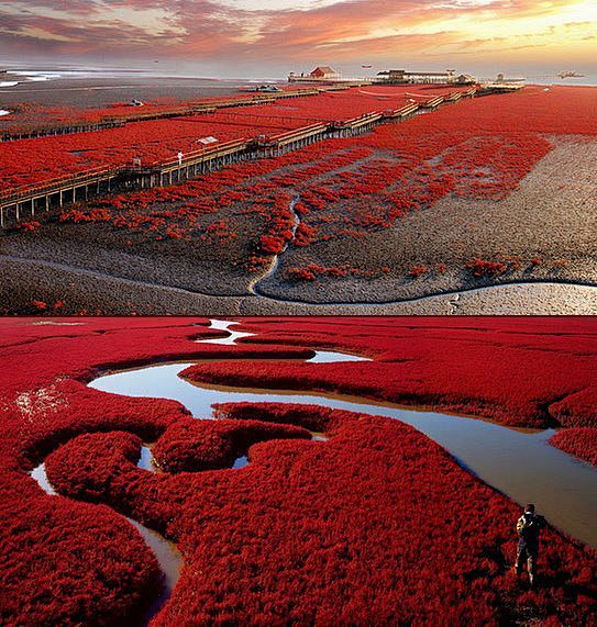 红海滩。盘锦，辽宁