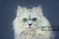 chinchilla cat portrait详情 - 创意图片 - 视觉中国 VCG.COM