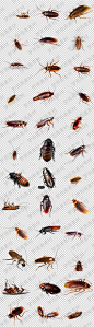 各种蟑螂臭虫png格式透明底免抠元素图片设计素材-淘宝网