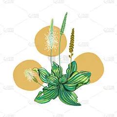 植物,花朵,叶子和种子,耳朵,白色背景隔离.