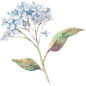 欧式华丽手绘水彩封面花树叶植物包装装饰信封印刷矢量AI+PSD素材
