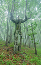Tree;Magical Tree; Strange Tree; Nature; Plant; Tree Root;Plant Landscape; Ancient Trees; Woods; Tree Vines;Huge Tree; Beautiful Place; Tree Photography