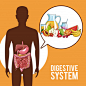 Digestive system human organs Premium Vector