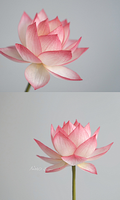 _Merlin咩采集到花