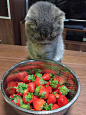 我已经查过了，猫不能吃草莓，剧毒！所有我喜欢吃的东西，对猫来说，都剧毒！
