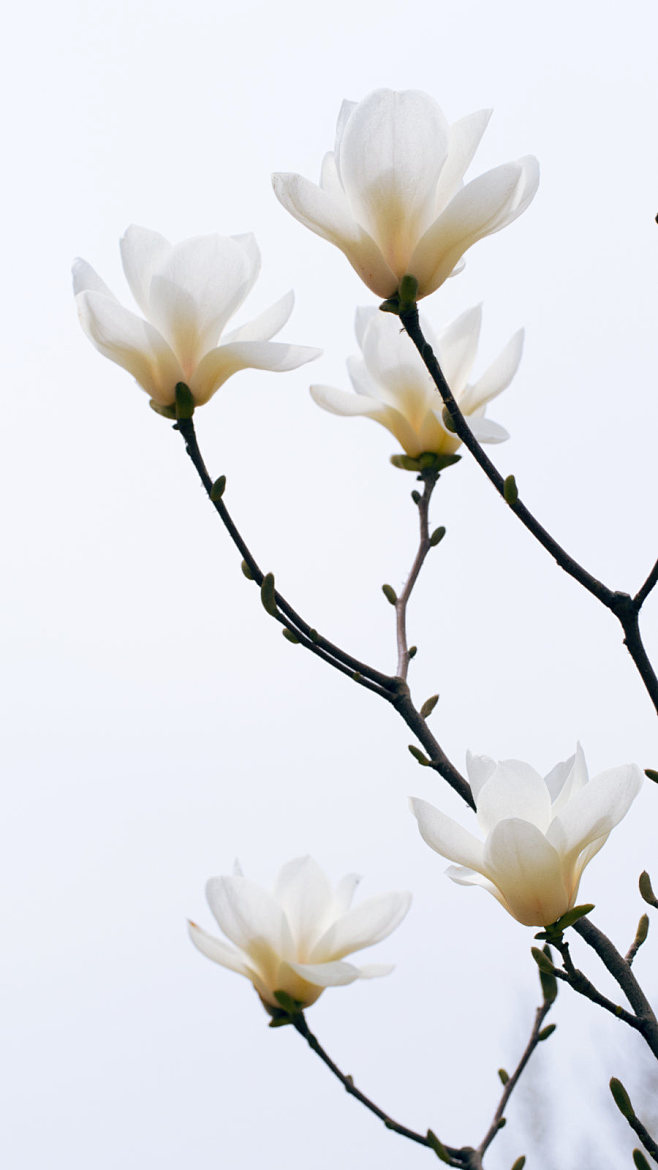 玉兰花