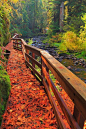 Beautiful river walk in Oregon - Imgur // Sweet Creek Falls, Oregon