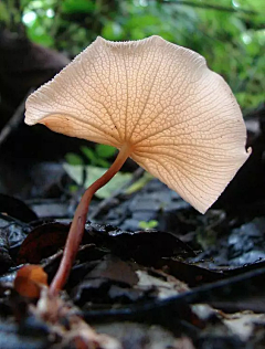 网罗美物采集到大自然的灵物