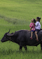 Carabao riding by Proxy Kiatanan on 500px: