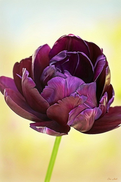 Black Tulip  