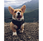 带着小柯基去旅行 ins：angus.the.corgi