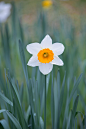 daffodil-flower-spring-garden-655bbdf7afc76a52241d9349b2f53642.jpg (3600×5400)