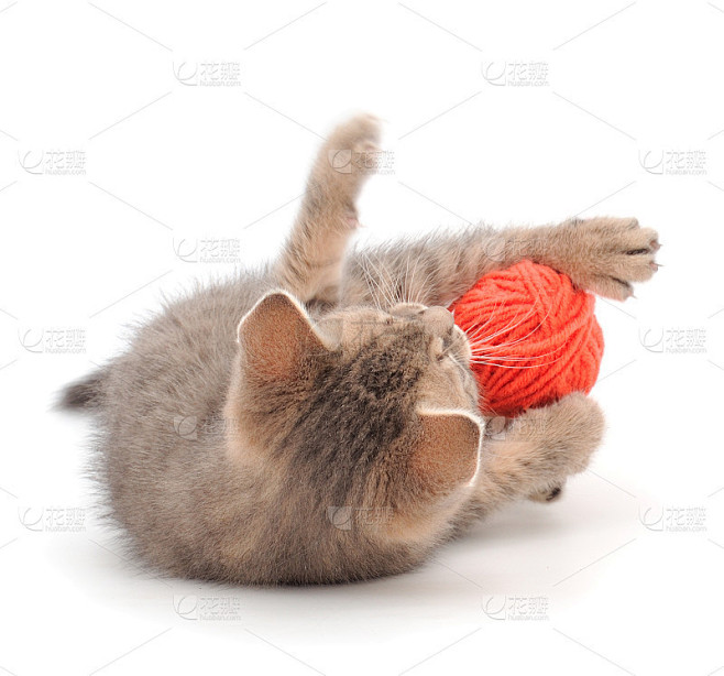 小猫在玩毛线团。