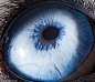 千奇百怪的眼睛：暹罗猫眼睛似月光宝石_高清图集_新浪网