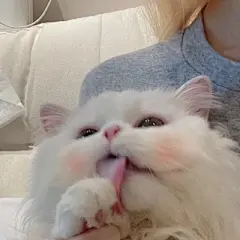 猫咪头像 - 高清图片，堆糖，美图壁纸兴趣社区
