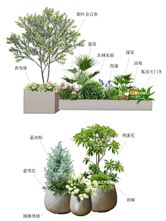点都不淑女采集到ps植物